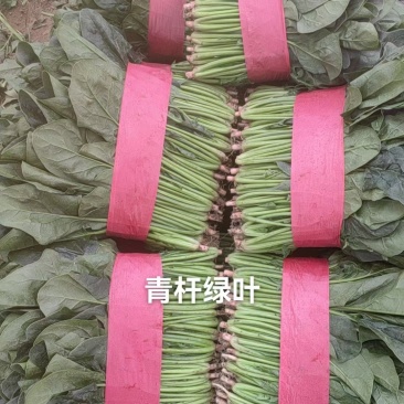 当地精品菠菜上市了