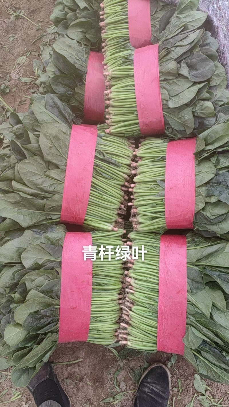 当地精品菠菜上市了