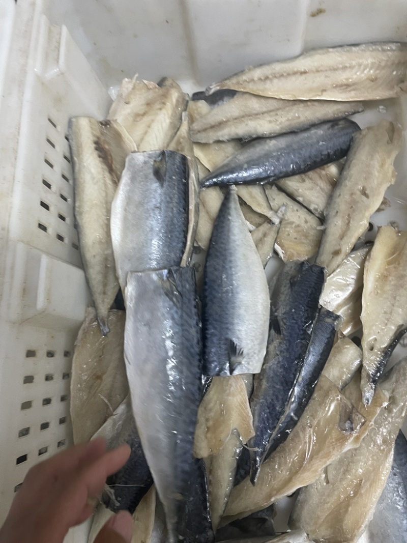 开片鲅鱼