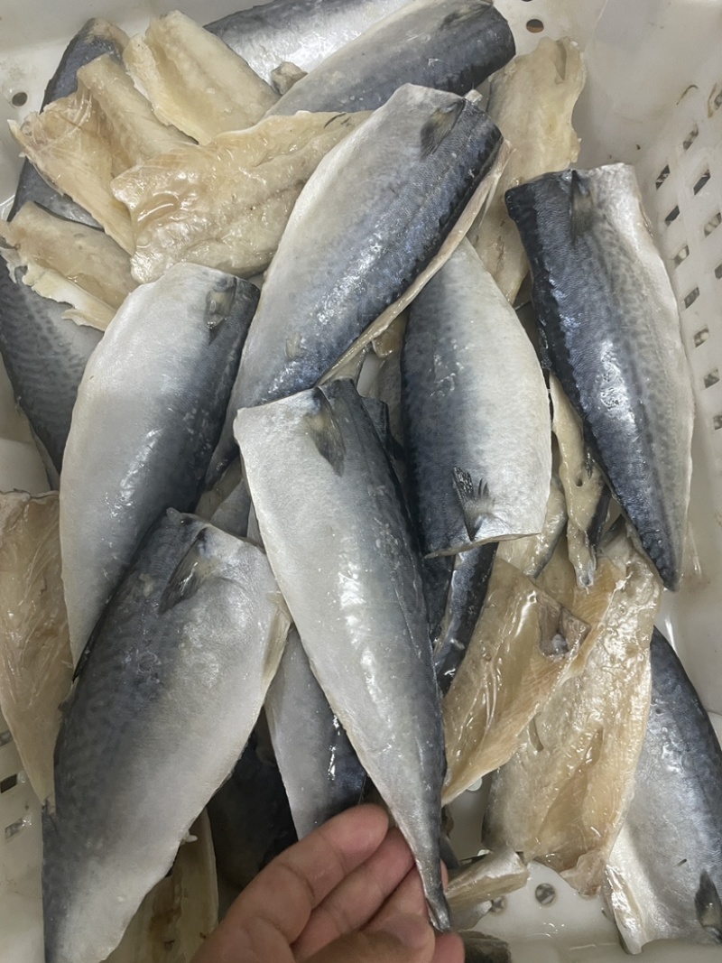 开片鲅鱼