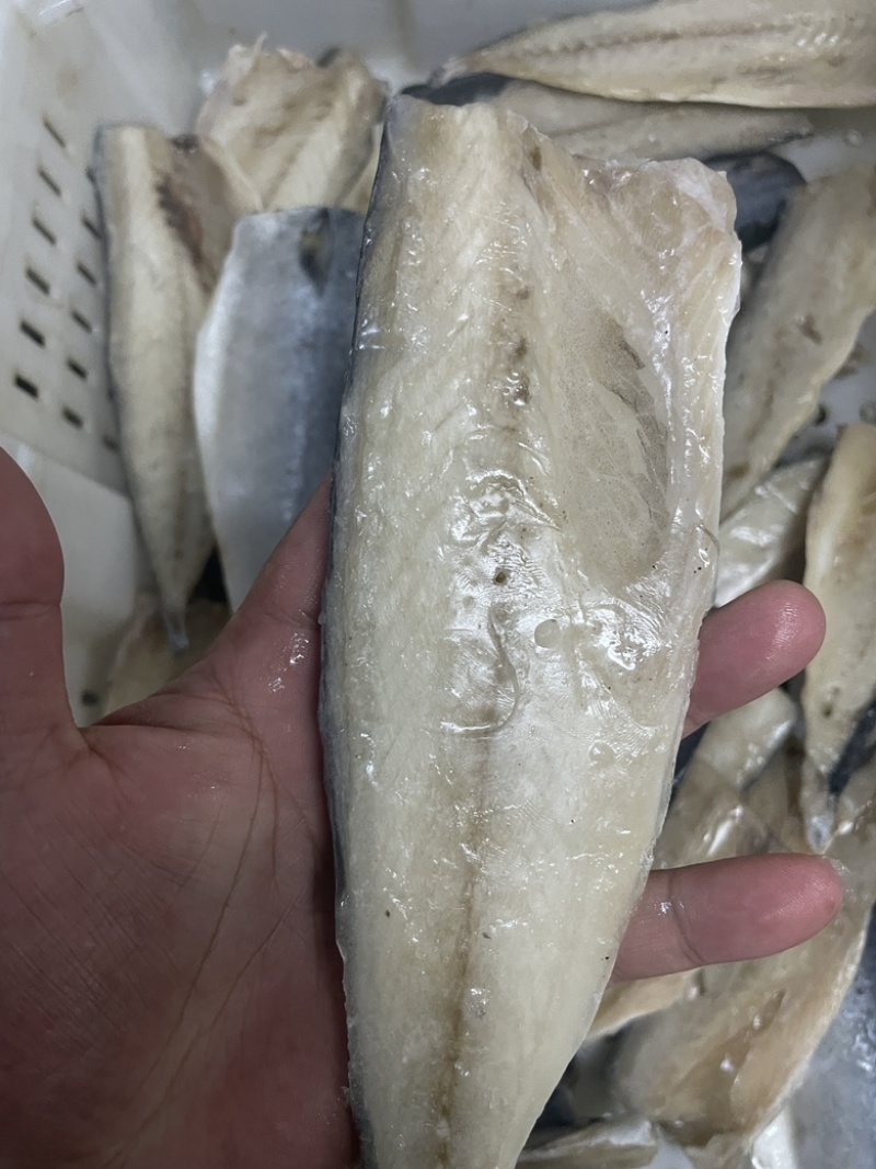 开片鲅鱼