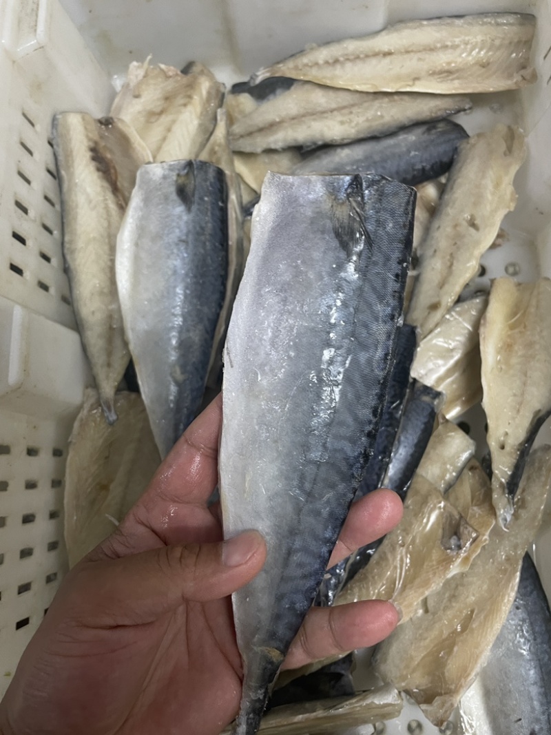 开片鲅鱼