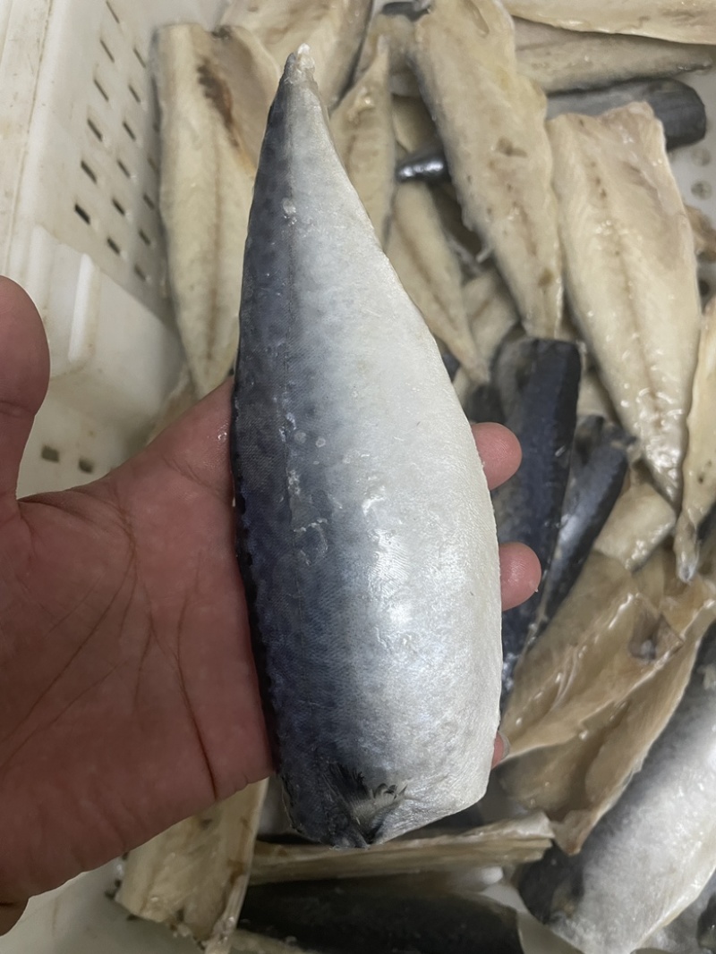 开片鲅鱼