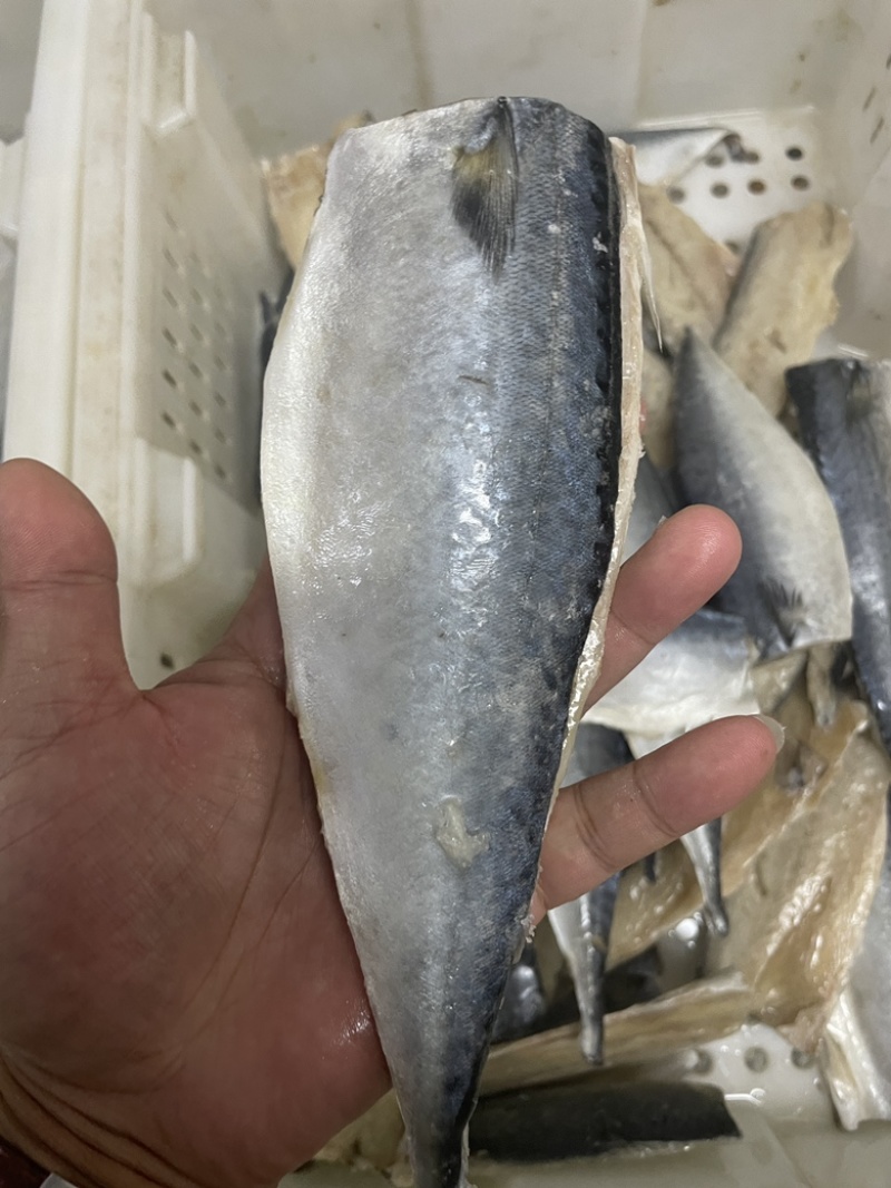 开片鲅鱼