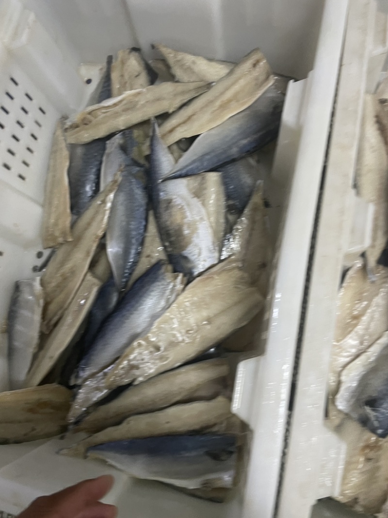开片鲅鱼