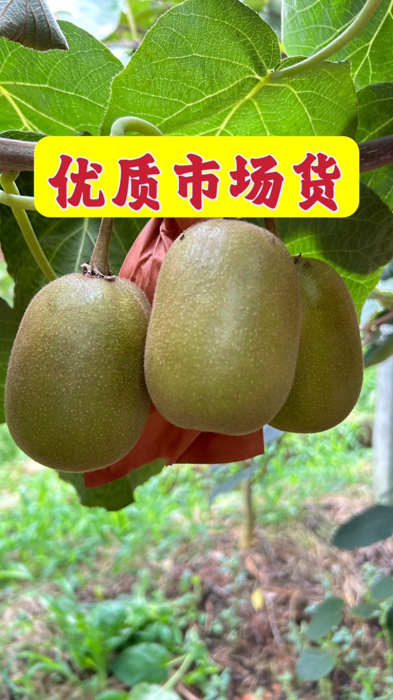 提供市场好货！阳光果！套袋果！手工分级更精准无伤果！