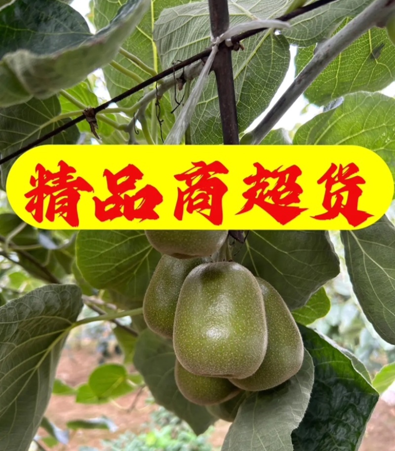 四川红心猕猴桃：精品阳光果！精品套袋果！支持视频看货！