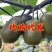 四川红心猕猴桃：精品阳光果！精品套袋果！支持视频看货！