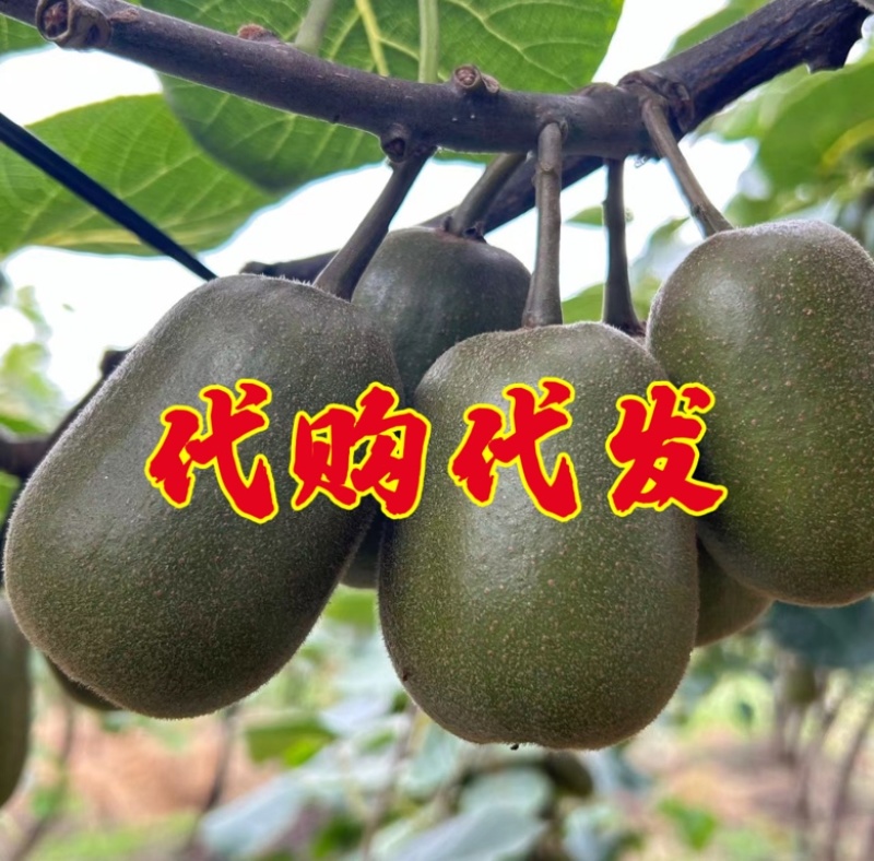 四川红心猕猴桃：精品阳光果！精品套袋果！支持视频看货！