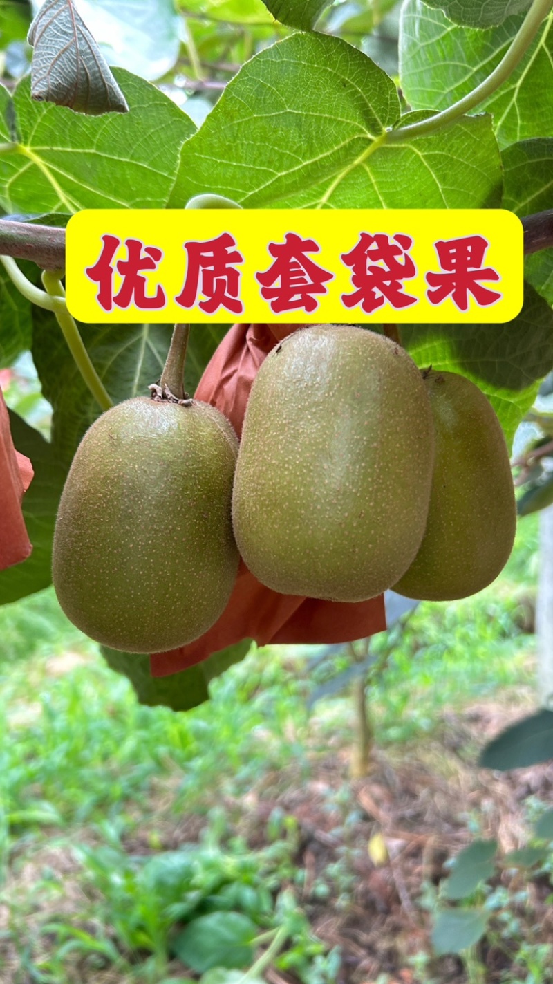 四川红心猕猴桃：精品阳光果！精品套袋果！支持视频看货！