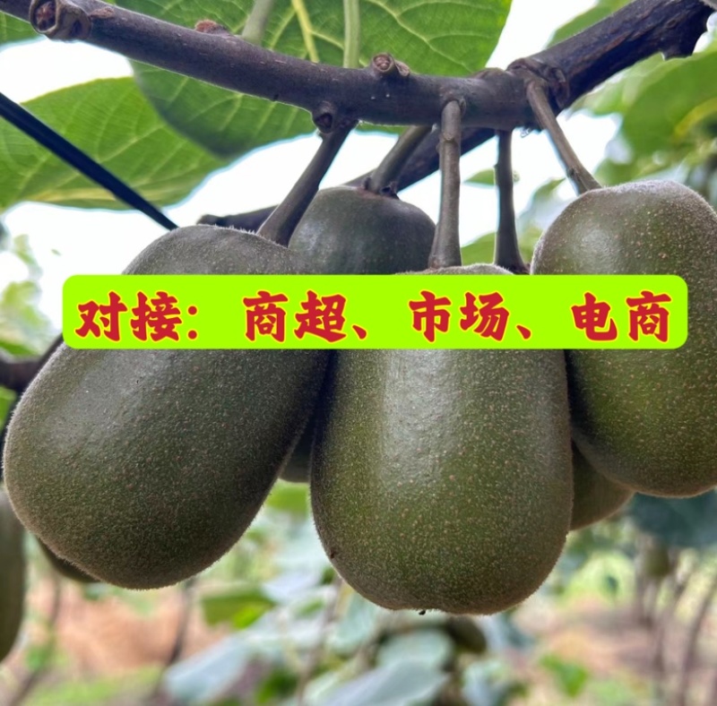 四川红心猕猴桃：精品阳光果！精品套袋果！支持视频看货！