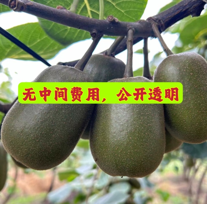 四川红心猕猴桃：精品阳光果！精品套袋果！支持视频看货！
