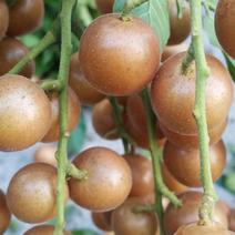 【推荐】土黄皮果保质保量产地一手货源可视频
