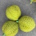 大量的干荛榴莲供应，规格齐全，对接全国档口，平台供应链