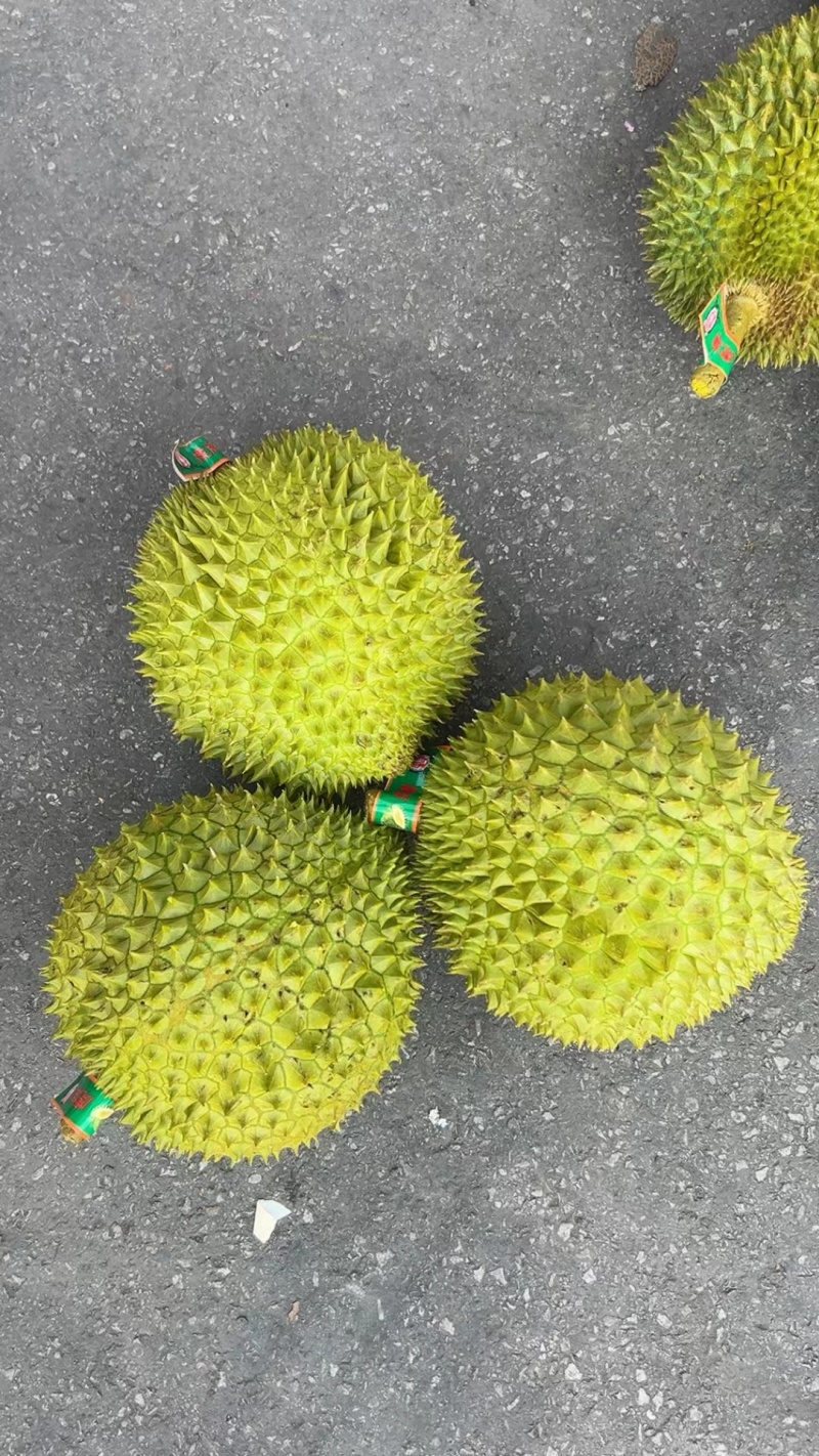 大量的干荛榴莲供应，规格齐全，对接全国档口，平台供应链