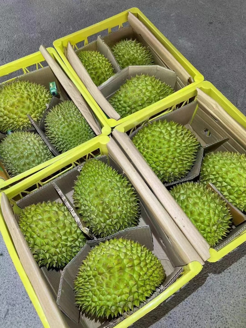 大量的干荛榴莲供应，规格齐全，对接全国档口，平台供应链