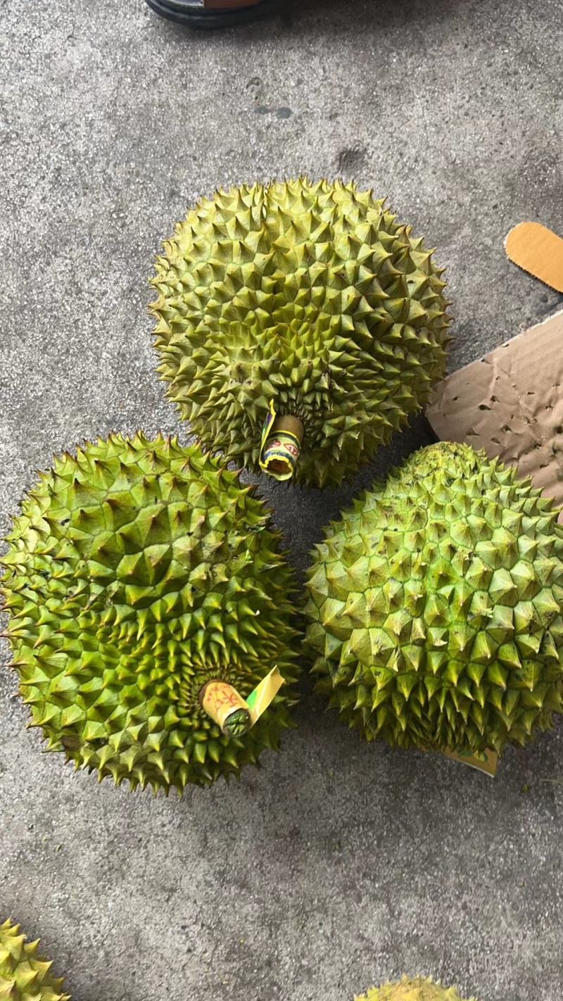 大量的干荛榴莲供应，规格齐全，对接全国档口，平台供应链