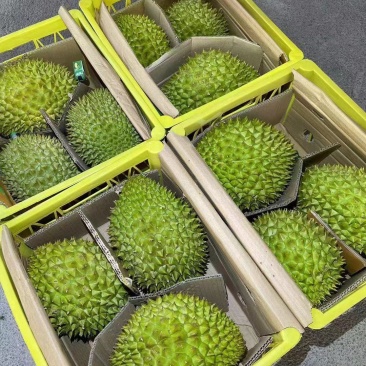 大量的干荛榴莲供应，规格齐全，对接全国档口，平台供应链