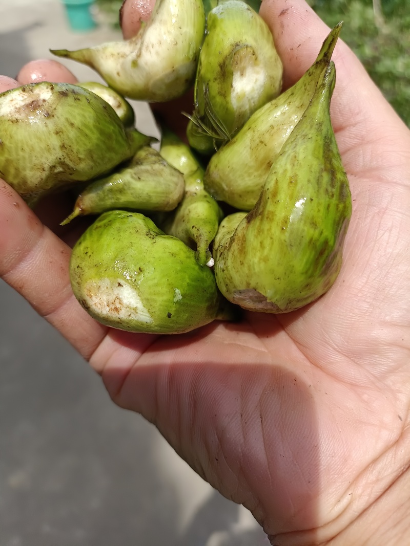 青菱，菱米