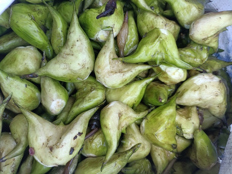 青菱，菱米