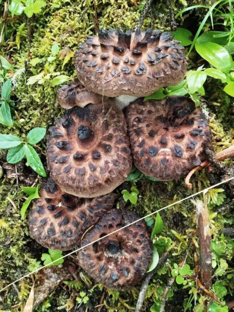 虎掌菌黑虎掌新鲜野生菌现采现发质量保证原产地一手货源全国