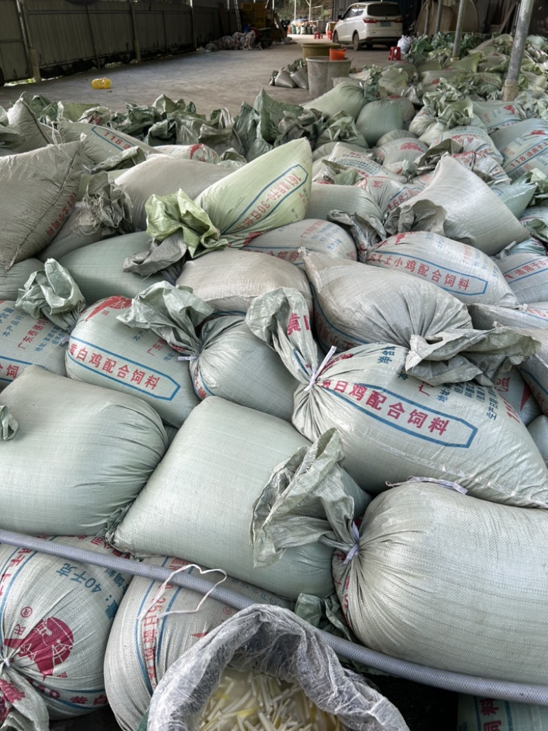广东麻竹笋英德麻竹笋酸笋黄金笋螺丝粉专用酸笋山椒脆笋专用条