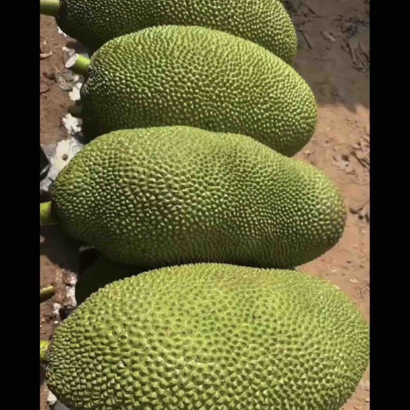 海南一号菠萝蜜