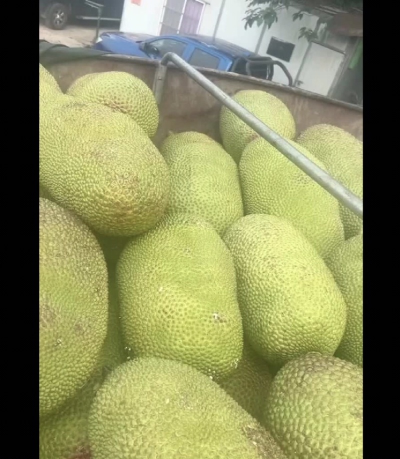 海南一号菠萝蜜