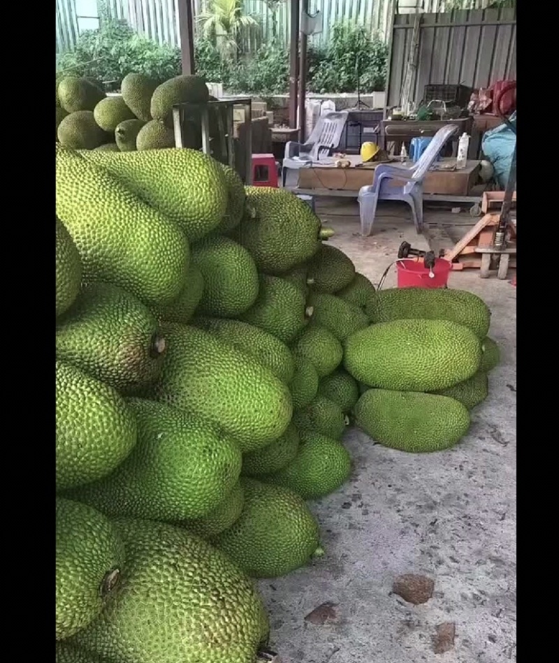 海南一号菠萝蜜