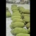 海南一号菠萝蜜