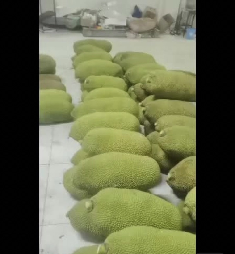 海南一号菠萝蜜