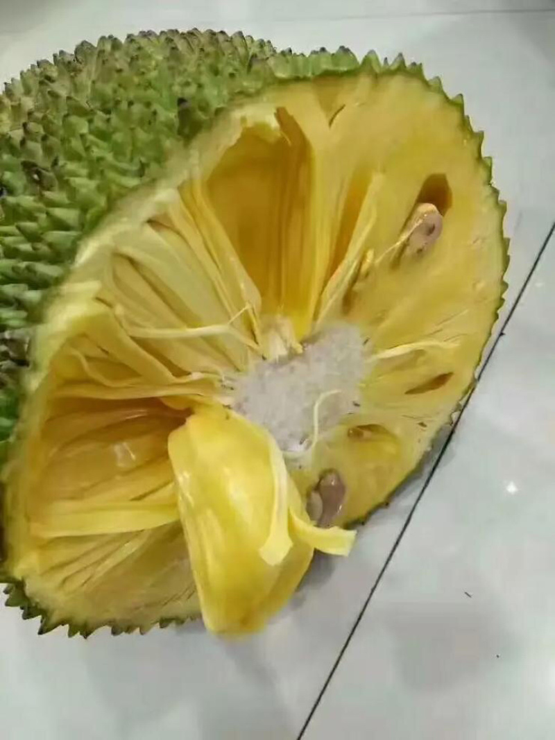海南一号菠萝蜜