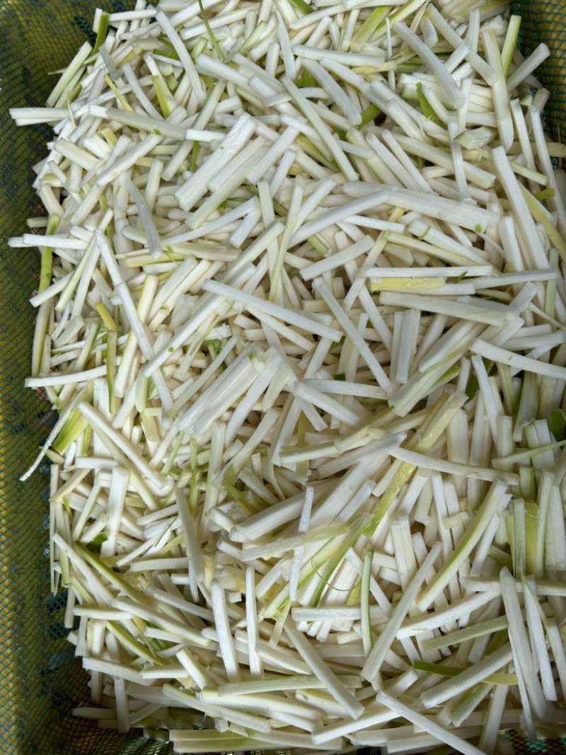 麻竹苗麻竹笋苗高产优质竹笋