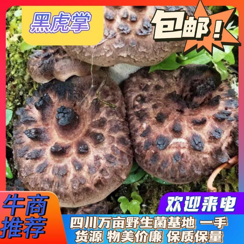 虎掌菌黑虎掌新鲜野生菌现采现发质量保证原产地一手货源全国