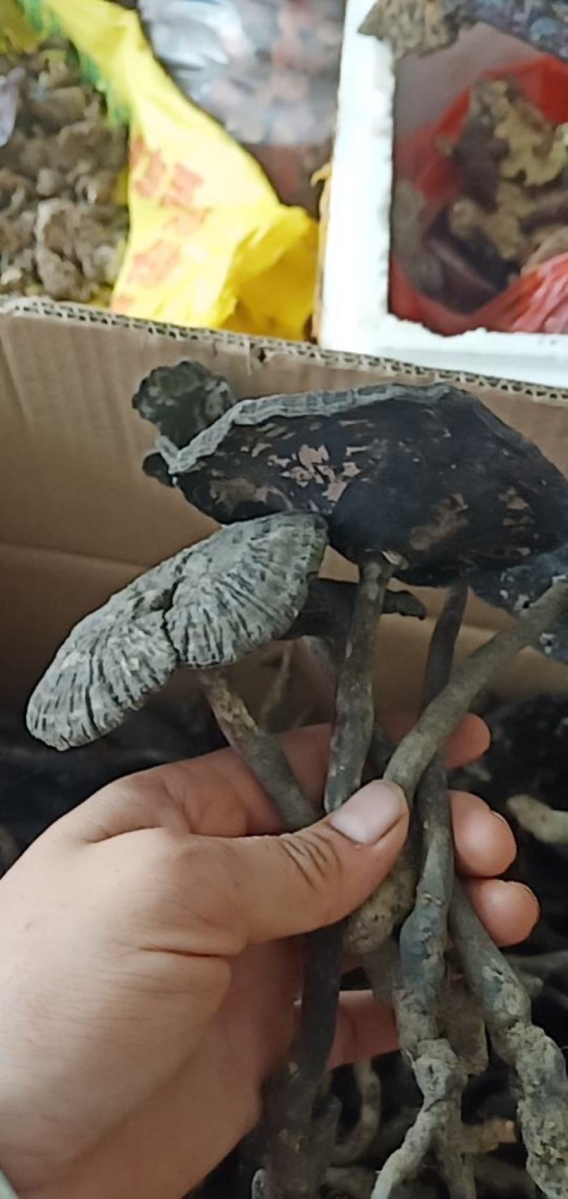 香雪灵芝