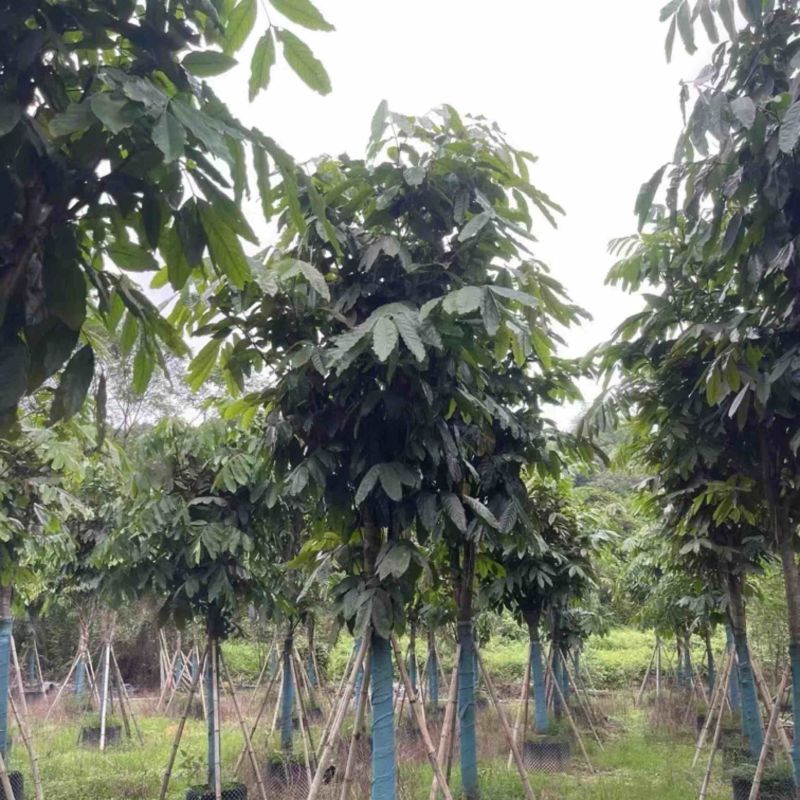 无忧树5～15公分产地直发规格齐全质量保证
