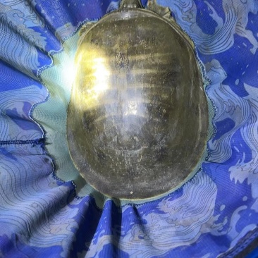 河边甲鱼