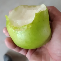 早梨