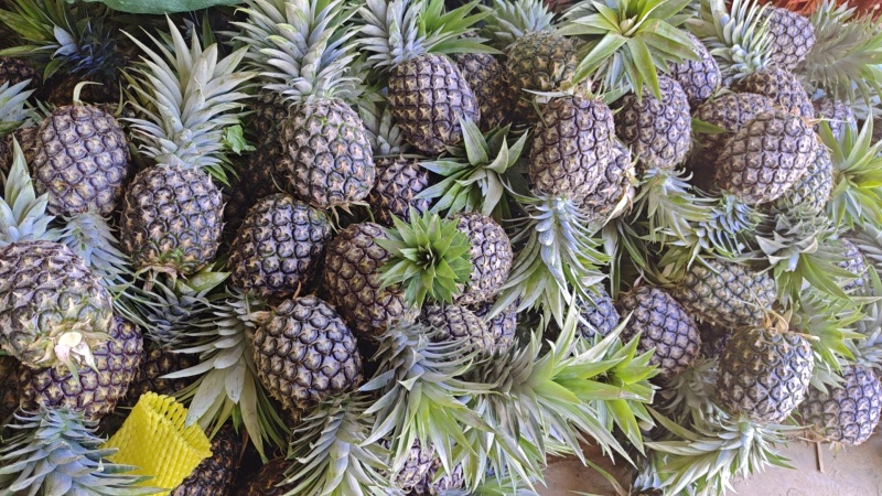 西双版纳凤梨菠萝