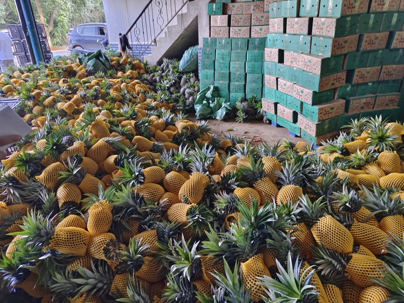 西双版纳凤梨菠萝