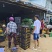 西双版纳凤梨菠萝