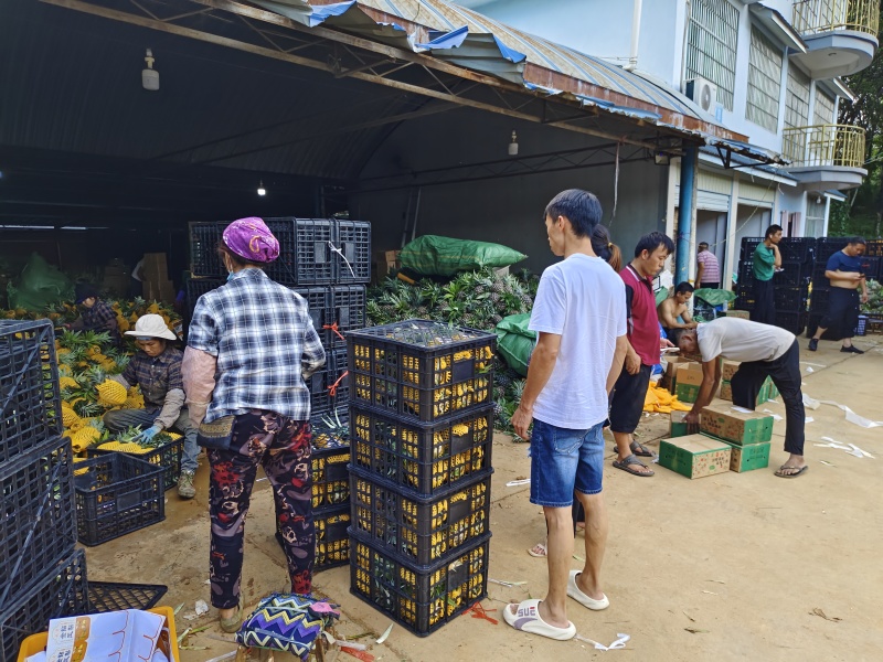 西双版纳凤梨菠萝