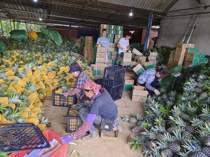 西双版纳凤梨菠萝