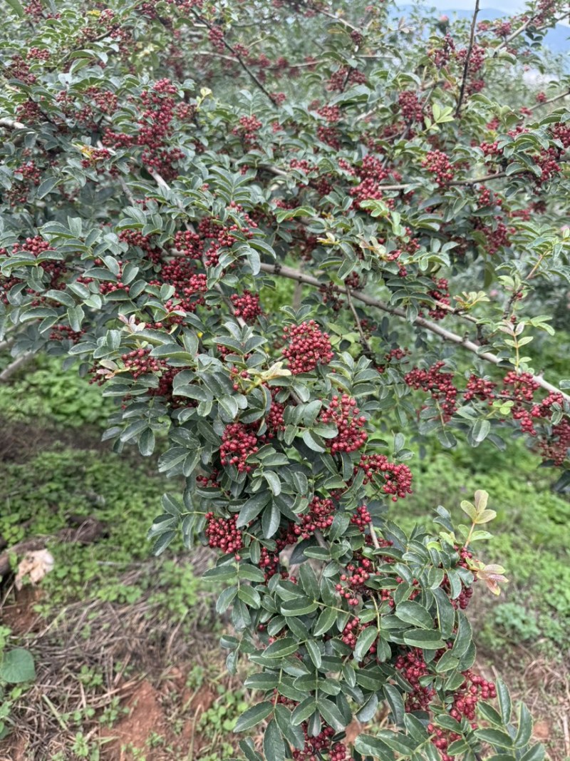 大凉山花椒鲜红花椒自家种植基地口感香麻可视频