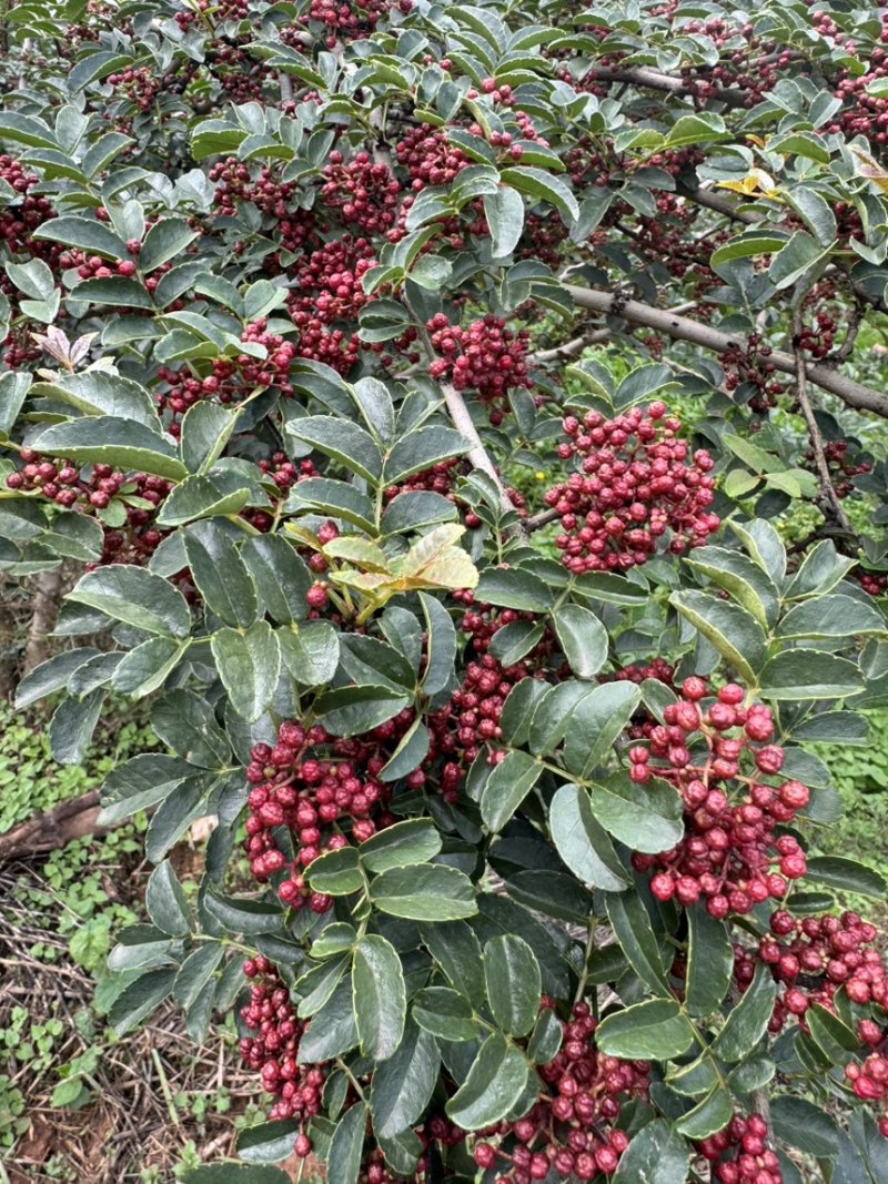 大凉山花椒鲜红花椒自家种植基地口感香麻可视频