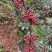 大凉山花椒鲜红花椒自家种植基地口感香麻可视频
