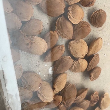 杏核大量