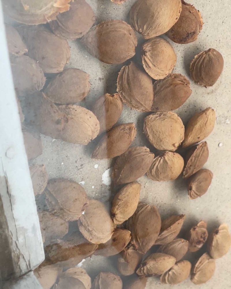 杏核大量