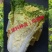 徐科鸡蛋黄白菜种子黄芯大白菜叶球花心狮头白菜种籽秋季耐寒