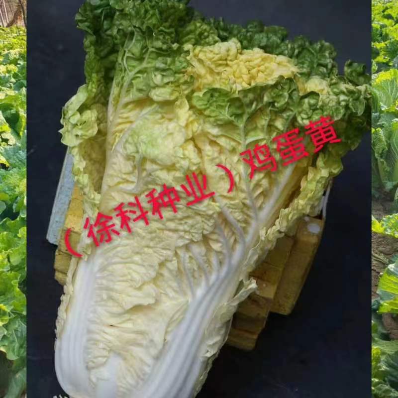 徐科鸡蛋黄白菜种子黄芯大白菜叶球花心狮头白菜种籽秋季耐寒